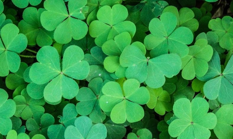 El trébol de cuatro hojas